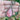 GEMSTONE Rhodochrosite Teardrop Pendant With Flower